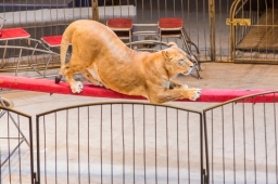 В Краснодарском крае во время циркового представления львица напала на 3-летнюю девочку.